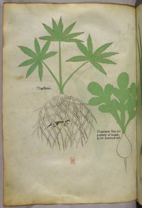 Botanische Illustration, ca. 1440