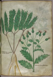 Botanische Illustration, ca. 1440