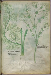 Botanische Illustration, ca. 1440 von Italian School