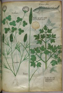 Botanische Illustration, ca. 1440