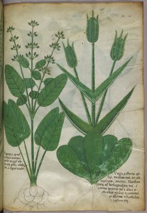 Botanische Illustration, ca. 1440 von Italian School