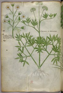 Botanische Illustration, ca. 1440