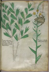 Botanische Illustration, um 1440 von Italian School