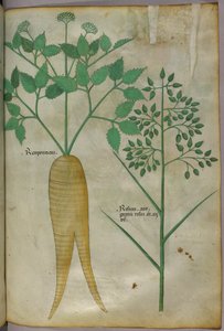 Botanische Illustration, um 1440 von Italian School
