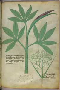 Botanische Illustration, um 1440 von Italian School