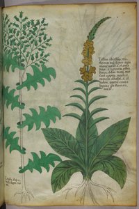 Botanische Illustration, um 1440 von Italian School