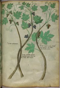 Botanische Illustration, um 1440 von Italian School