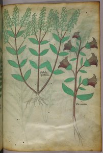 Botanische Illustration, um 1440