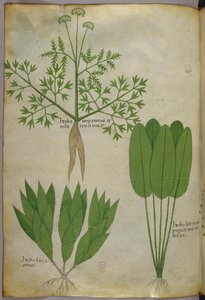 Botanische Illustration, um 1440 von Italian School