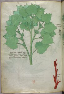 Botanische Illustration, um 1440 von Italian School