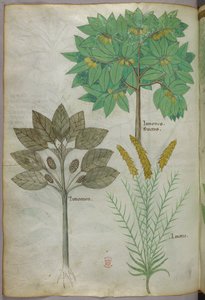 Botanische Illustration, um 1440 von Italian School