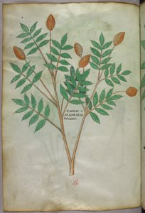 Botanische Illustration, um 1440 von Italian School