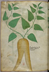 Botanische Illustration, um 1440 von Italian School