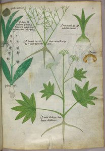 Botanische Illustration, um 1440