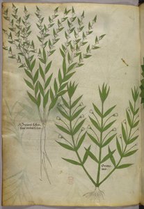 Botanische Illustration, ca. 1440 von Italian School