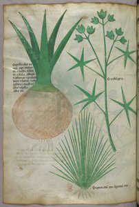 Botanische Illustration, ca. 1440 von Italian School