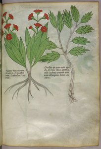 Botanische Illustration, ca. 1440 von Italian School