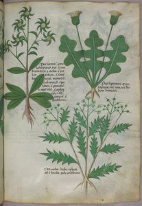 Botanische Illustration, ca. 1440