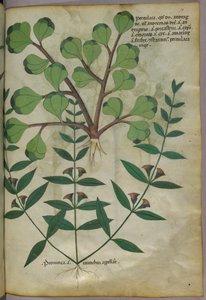Botanische Illustration, ca. 1440 von Italian School
