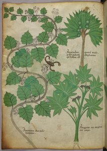Botanische Illustration, ca. 1440 von Italian School