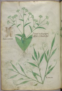 Botanische Illustration, um 1440 von Italian School
