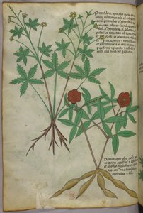 Botanische Illustration, um 1440