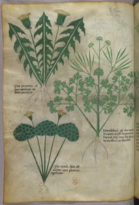 Botanische Illustration, um 1440