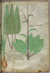Botanische Illustration, um 1440 von Italian School