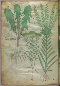 Botanische Illustration, um 1440