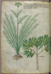 Botanische Illustration, um 1440 von Italian School