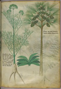 Botanische Illustration, um 1440 von Italian School