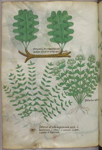 Botanische Illustration, um 1440 von Italian School