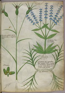 Botanische Illustration, um 1440 von Italian School