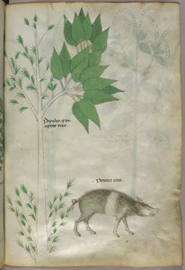 Botanische Illustration einer Pflanze und eines Wildschweins oder Schweins, beschriftet 