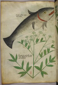 Botanische Illustration einer Pflanze und eines Fisches, um 1440 von Italian School