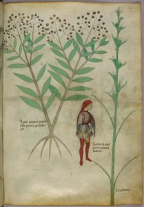 Botanische Illustration einer Pflanze und eines Mannes, der in einen Topf uriniert, ca. 1440