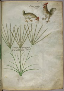 Botanische Illustration einer Pflanze und zwei Hähne, um 1440 von Italian School