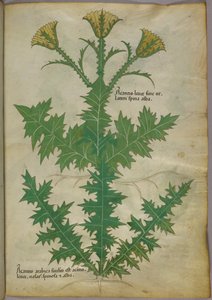 Botanische Illustration einer Pflanze, um 1440 von Italian School