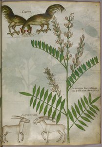 Botanische Illustration einer Pflanze, zwei Ziegen und zwei Vögel, um 1440