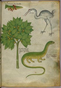 Botanische Illustration einer Pflanze mit einer Grille, einem Kranich und einem Salamander, um 1440 von Italian School