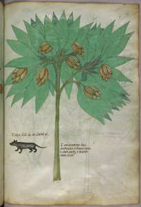 Botanische Illustration einer Pflanze mit einem Tier, um 1440 von Italian School