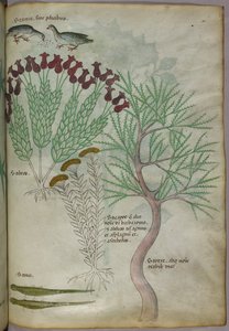 Botanische Illustration von Pflanzen mit Vögeln und Insekten, ca. 1440 von Italian School