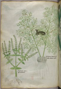 Botanische Illustration von einem Basilikum [Ocimum] und einem Hasen zwischen Spargel [Palatio Leporis], um 1440 von Italian School