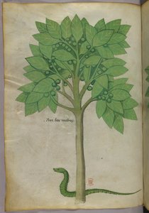 Botanische Illustration eines Baumes und einer Schlange, um 1440 von Italian School