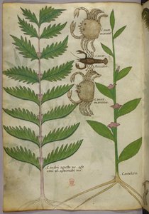 Botanische Illustration von Krabben und einem Skorpion, ca. 1440 von Italian School