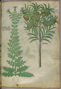 Botanische Illustration eines Melonenbaums, um 1440 von Italian School