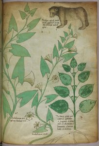 Botanische Illustration einer Pflanze mit einem Bären, um 1440 von Italian School