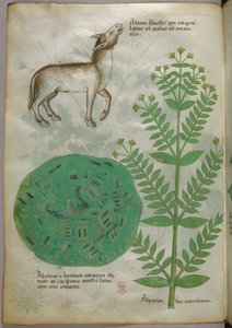Botanische Illustration einer Pflanze mit Pferd, um 1440 von Italian School