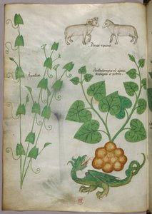 Botanische Illustration von Pflanzen, einem Drachen und Schafen, um 1440
