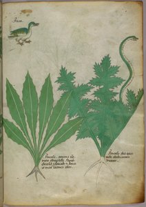 Botanische Illustration von Pflanzen, einer Schlange und einer Ente, um 1440 von Italian School
